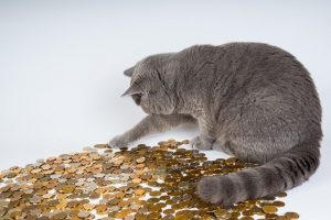 geld en een kat